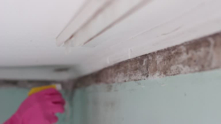 Asbestos and Lead Testing During Mold Inspection in Port Dickinson, NY